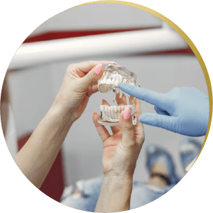 Hands holding a dental model with a dentist pointing – A dentist explaining inlays & onlays using a transparent teeth model.